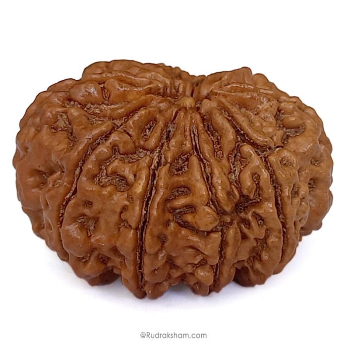 (29.16mm) 10 Mukhi Rudraksha Super Collector Bead | 10 Mukhi Rudraksha Bead | Dus Mukhi - Ten Faced Rudraksha Nepal Origin Shiva Bead - Super Collector Rudraksha