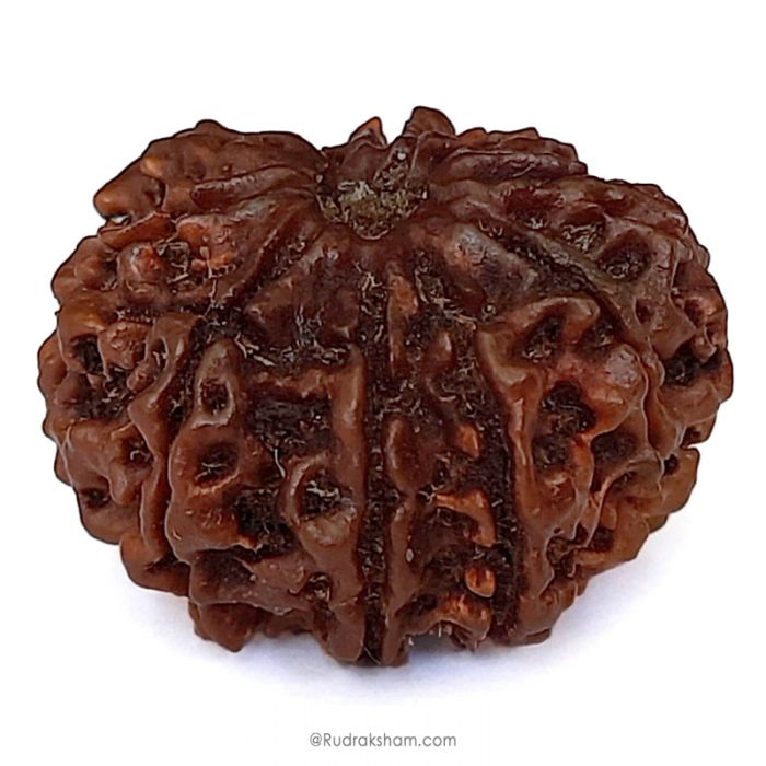(29.50mm) 10 Mukhi Rudraksha Super Collector Bead | Ten Mukhi Rudraksha Bead | Dus Mukhi - Ten Faced Rudraksha Nepal Origin, Buy Online Energised And Original 10 Mukhi Rudraksha - Super Collector Bead