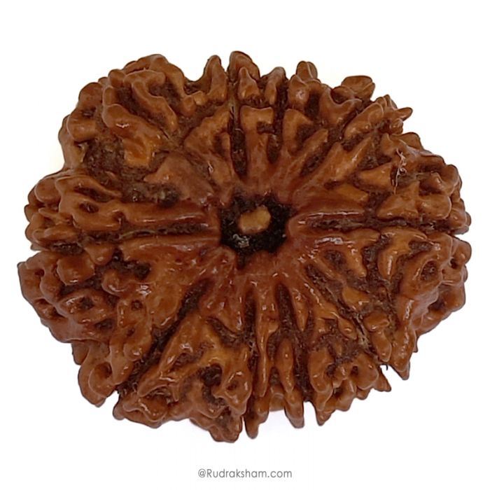 (29.60mm) 10 Mukhi Rudraksha Super Collector Bead | Ten Mukhi Rudraksha Bead | Dus Mukhi, Ten Faced Nepalese Rudraksha Shiva Bead | 10 Faced Rudraksha At Best Price