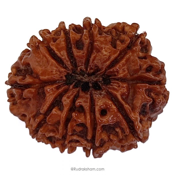 (29.60mm) 10 Mukhi Rudraksha Super Collector Bead | Ten Mukhi Rudraksha Bead | Dus Mukhi, Ten Faced Nepalese Rudraksha Shiva Bead | 10 Faced Rudraksha At Best Price