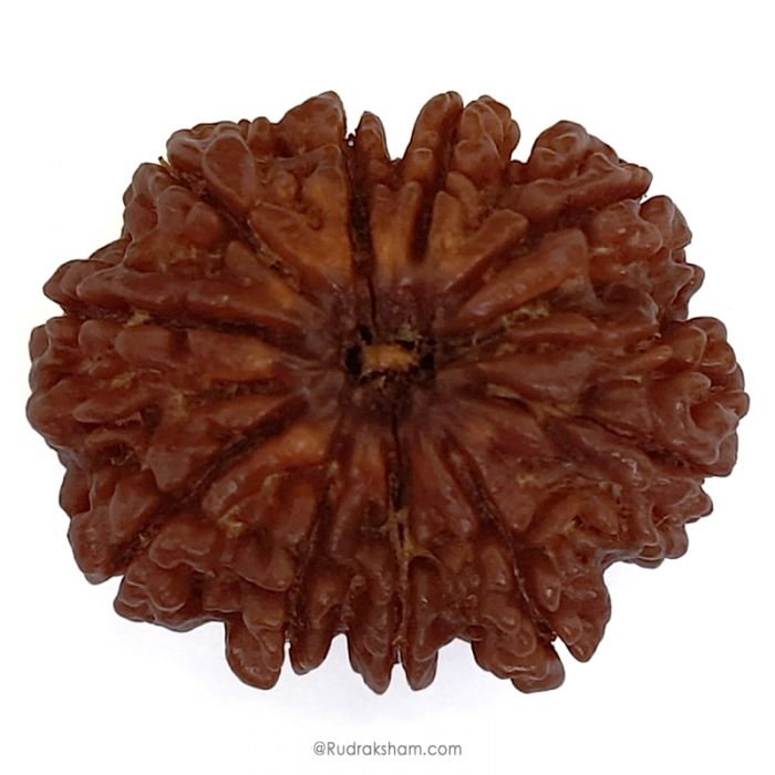 (30.44mm) 10 Mukhi Rudraksha Super Collector Bead | Dus Mukhi Rudraksha Bead | 10 Faced Nepali Rudraksha, Ten Mukhi - Super Collector Bead