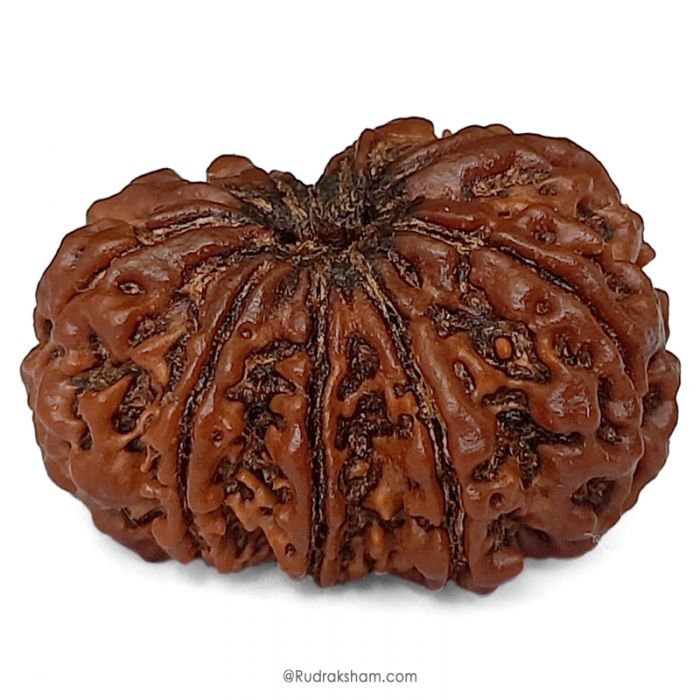 (30.78mm) 10 Mukhi Rudraksha Super Collector Bead | 10 Mukhi Rudraksha Bead | Ten Faced ( Dus Mukhi ) Energised and Authentic Shiva Rudraksha from Nepal - Super Collector Bead