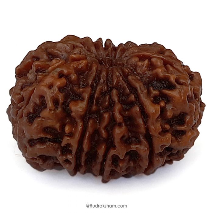(31.15mm) 10 Mukhi Rudraksha Super Collector Bead | Ten Mukhi Rudraksha Bead | Dus Mukhi , Ten Faced Nepali Rudraksha in Vedic Astrology , Lord Narayan Rudraksha Bead