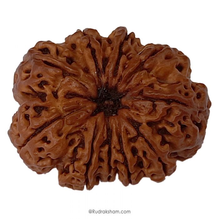 (32.05mm) 10 Mukhi Rudraksha Super Collector Bead | 10 Mukhi Rudraksha Bead | Dus Mukhi, Ten Faced Nepal Rudraksha Bead Buy Online Natural Authentic and Energised 10 Mukhi Super Collector Bead