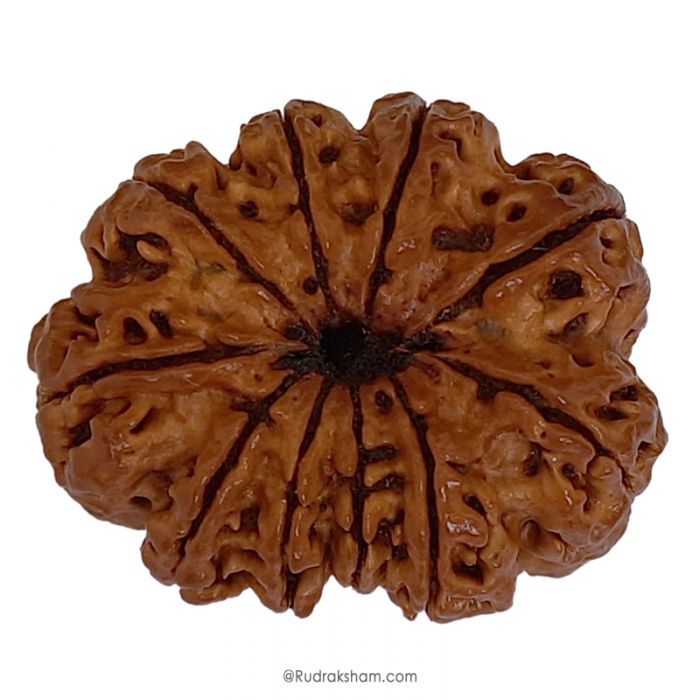 (32.05mm) 10 Mukhi Rudraksha Super Collector Bead | 10 Mukhi Rudraksha Bead | Dus Mukhi, Ten Faced Nepal Rudraksha Bead Buy Online Natural Authentic and Energised 10 Mukhi Super Collector Bead