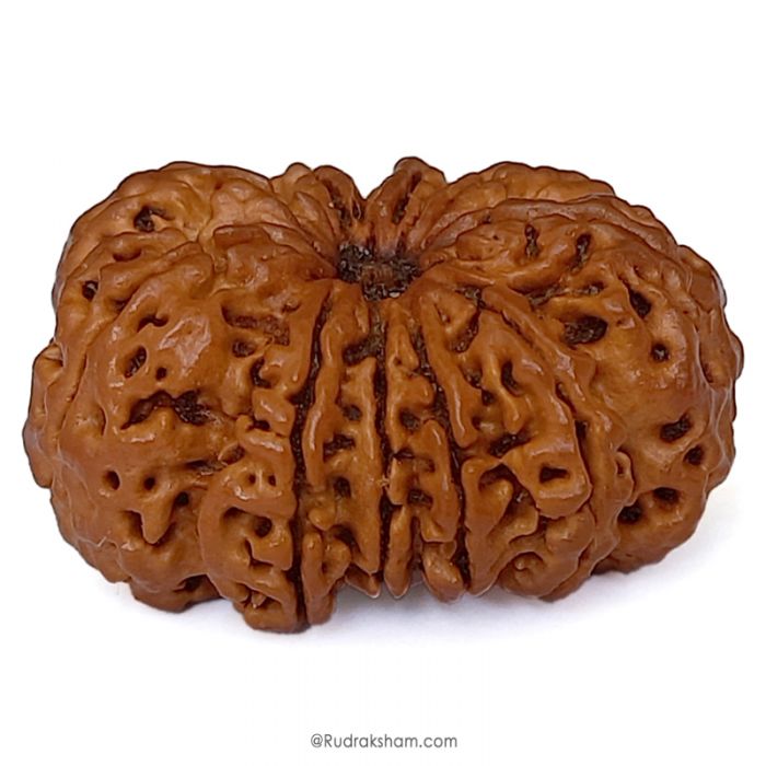 (32.05mm) 10 Mukhi Rudraksha Super Collector Bead | 10 Mukhi Rudraksha Bead | Dus Mukhi, Ten Faced Nepal Rudraksha Bead Buy Online Natural Authentic and Energised 10 Mukhi Super Collector Bead