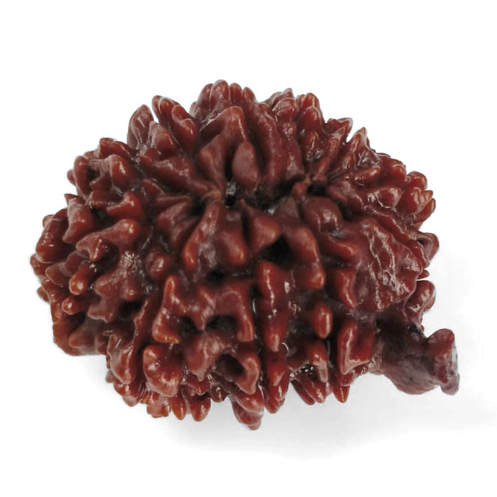 (28.00mm) 11 Mukhi Ganesh Rudraksha Bead from Nepal, Buy Original Energised and pure Eleven Mukhi Rudraksham