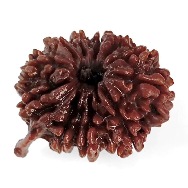 (28.00mm) 11 Mukhi Ganesh Rudraksha Bead from Nepal, Buy Original Energised and pure Eleven Mukhi Rudraksham