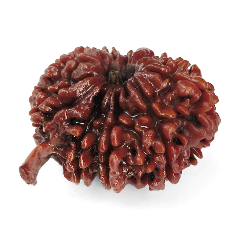 (28.00mm) 11 Mukhi Ganesh Rudraksha Bead from Nepal, Buy Original Energised and pure Eleven Mukhi Rudraksham