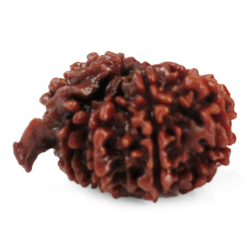 (28.00mm) 11 Mukhi Ganesh Rudraksha Bead from Nepal, Buy Original Energised and pure Eleven Mukhi Rudraksham