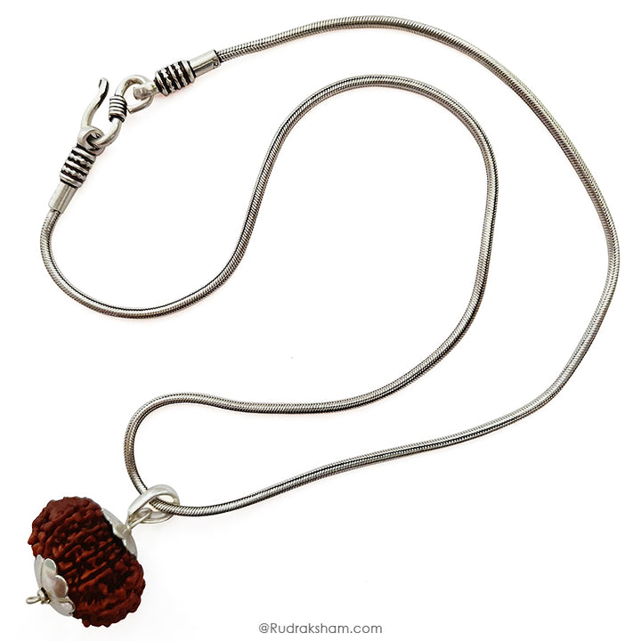 12 Mukhi Rudraksha Bead | Barah Mukhi, Buy Online Twelve Faced Energised Natural Nepal Rudraksha Bead