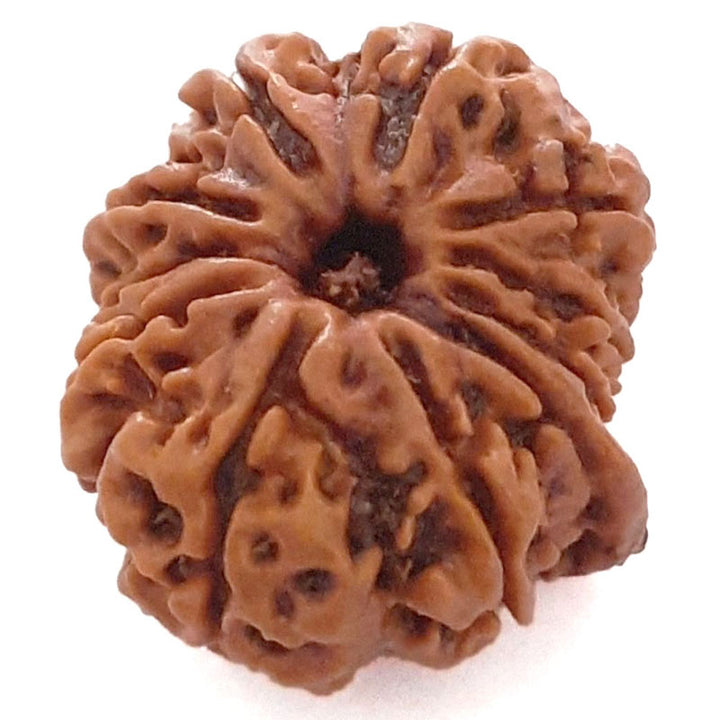  Buy Original Energised and pure Eleven Mukhi Rudraksham - 1