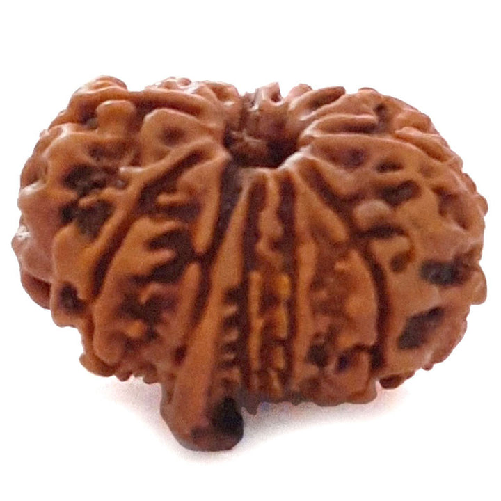 Buy Original Energised and pure Eleven Mukhi Rudraksham - 1