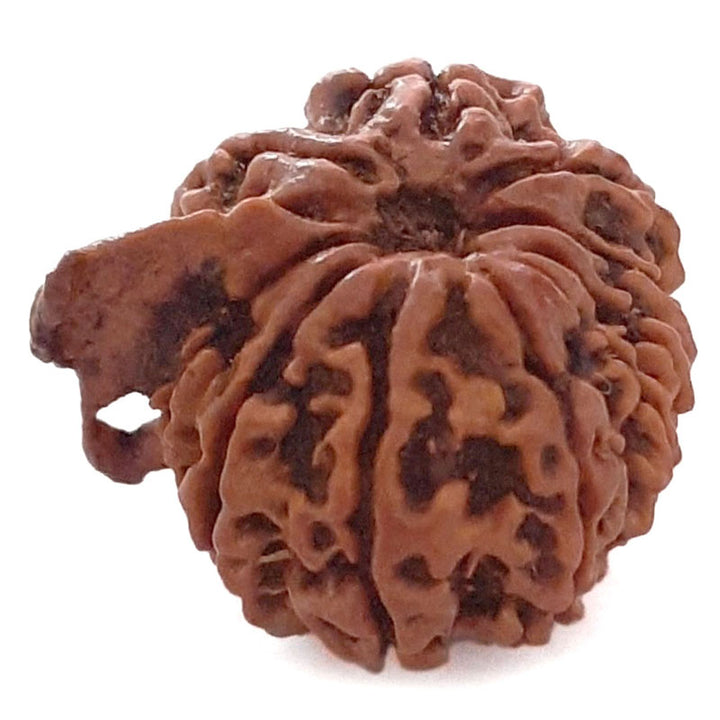 (23.79mm) 11 Mukhi Ganesh Rudraksha Bead | Natural and Pure Eleven ( Gyarah ) Mukhi Rudraksha - 3