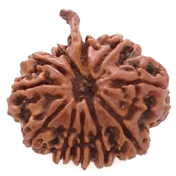 (23.79mm) 11 Mukhi Ganesh Rudraksha Bead | Natural and Pure Eleven ( Gyarah ) Mukhi Rudraksha - 3