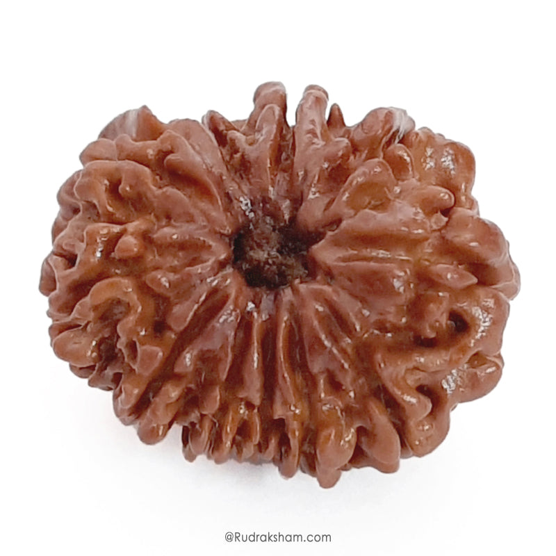  Buy Original Energised and pure Eleven Mukhi Rudraksham - 1
