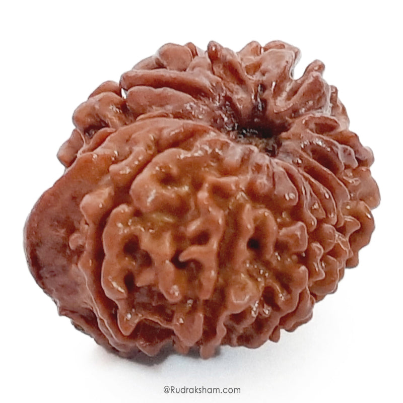  Buy Original Energised and pure Eleven Mukhi Rudraksham - 1