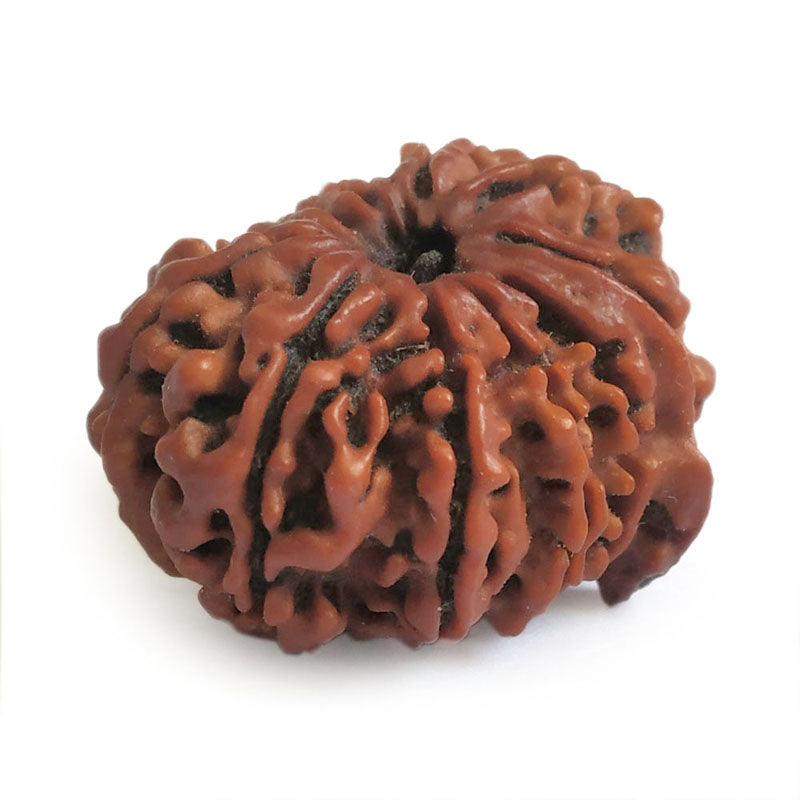  Buy Original Energised and pure Eleven Mukhi Rudraksham - 1