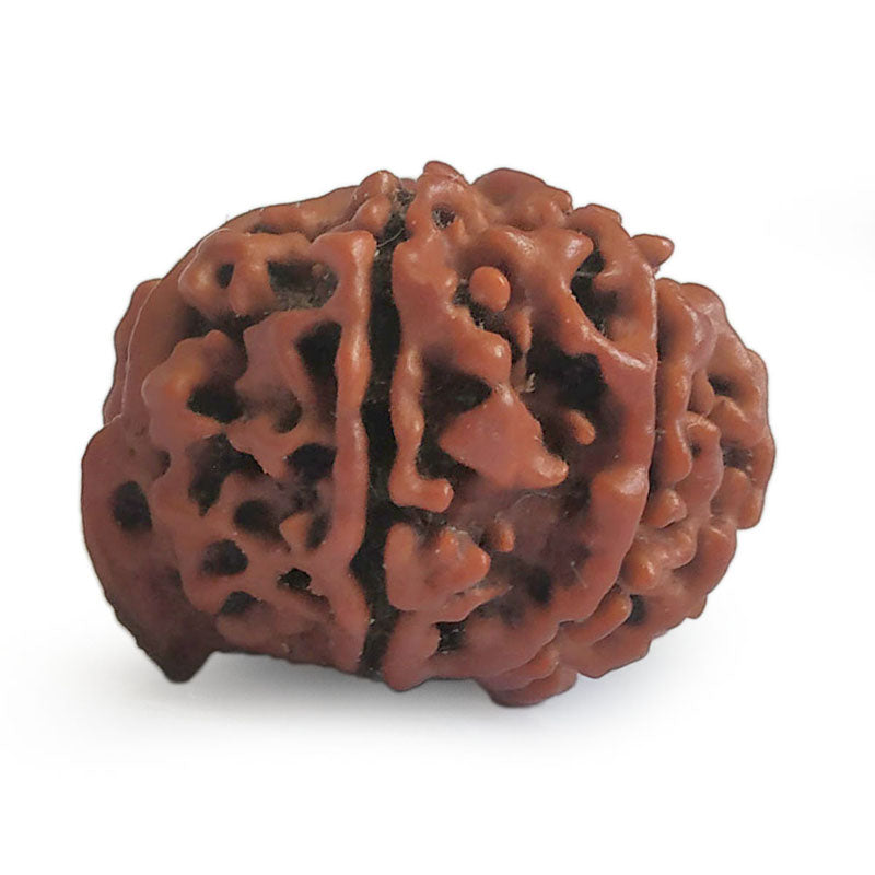 (23.06mm) 11 Mukhi Ganesh Rudraksha Bead from Nepal