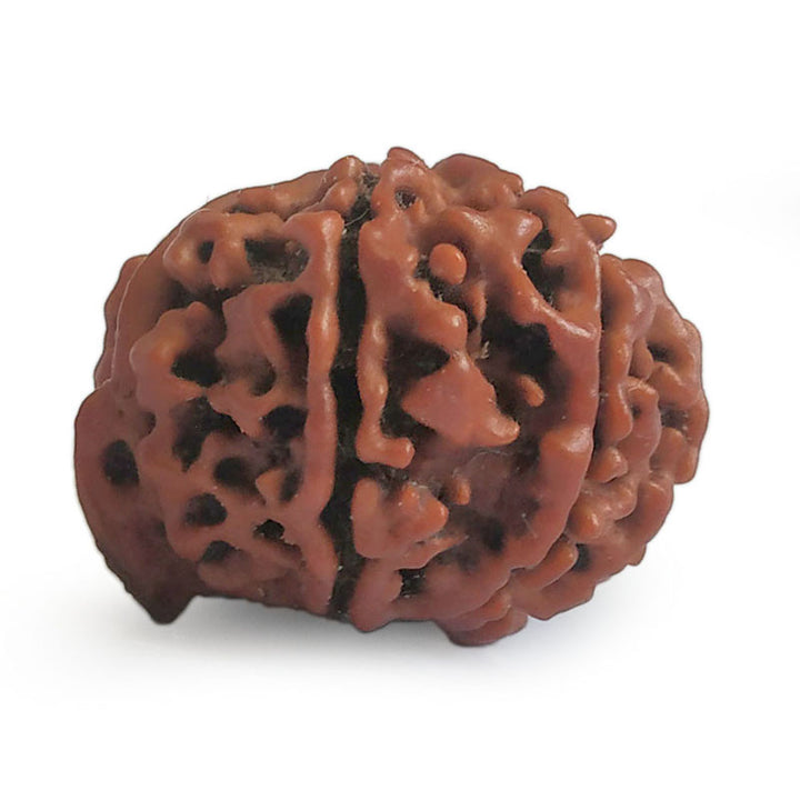 (23.06mm) 11 Mukhi Ganesh Rudraksha Bead from Nepal