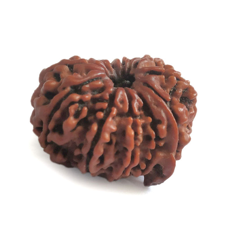 (23.06mm) 11 Mukhi Ganesh Rudraksha Bead from Nepal