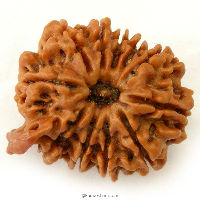 (23.06mm) 11 Mukhi Ganesh Rudraksha Bead from Nepal