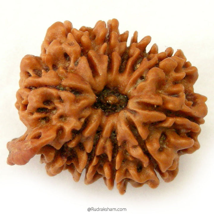 (23.06mm) 11 Mukhi Ganesh Rudraksha Bead from Nepal