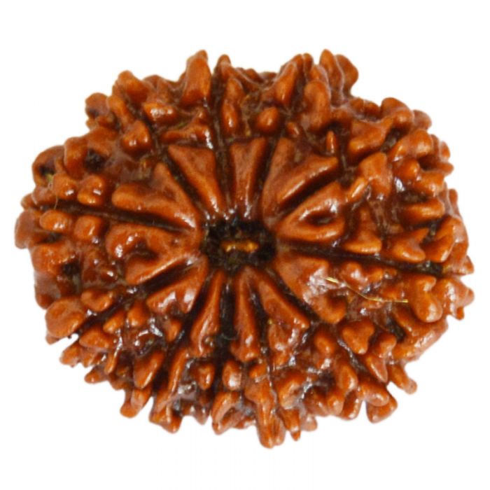 11 Mukhi Rudraksha Bead Online | Original and Energised Eleven Mukhi Rudraksha, 11 Faced Bead Benefits