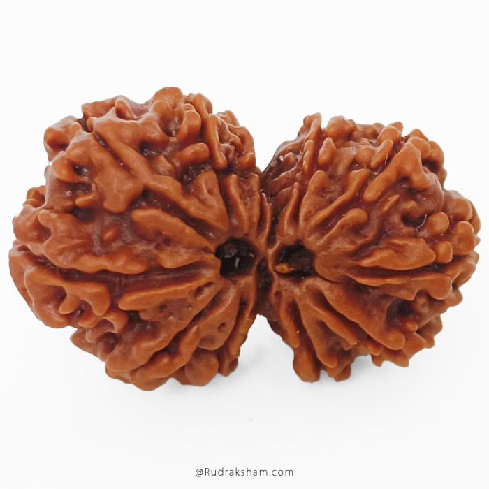 (27.27mm) Gauri Shankar Rudraksha Bead | 11 Mukhi Gauri Shankar Rudraksha | Gauri Shankar Rudraksha Eleven Mukhi | Shiva Parvati Nepal Bead | Original Energised 100% Natural Bead