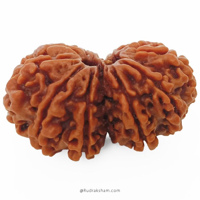 (27.27mm) Gauri Shankar Rudraksha Bead | 11 Mukhi Gauri Shankar Rudraksha | Gauri Shankar Rudraksha Eleven Mukhi | Shiva Parvati Nepal Bead | Original Energised 100% Natural Bead