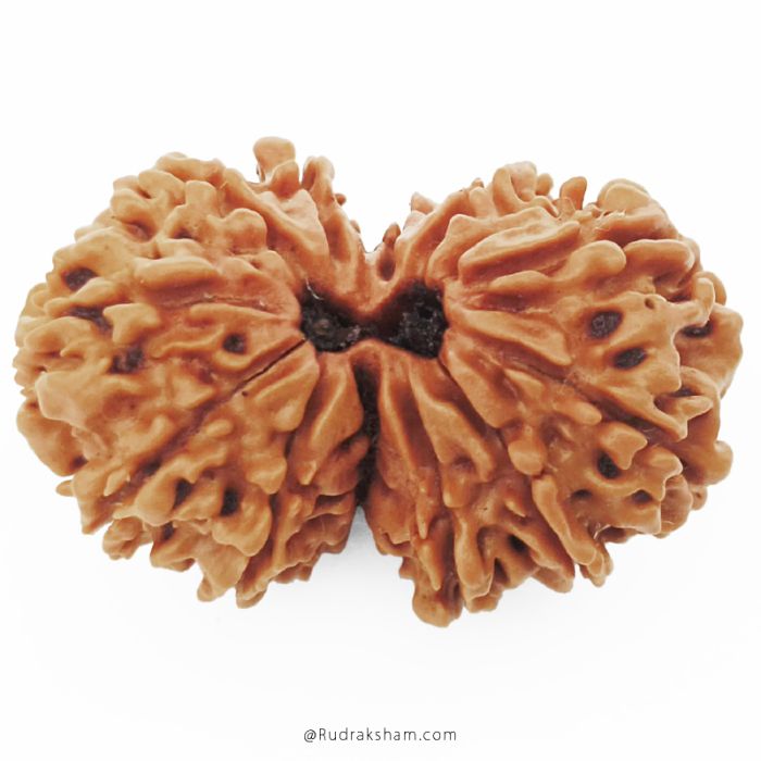 (28.00mm) Gauri Shankar Rudraksha Bead | 11 Mukhi Gauri Shankar Rudraksha | Gauri Shankar Rudraksha Eleven Mukhi | Shiva Parvati Nepal Bead | Original Energised 100% Natural Bead