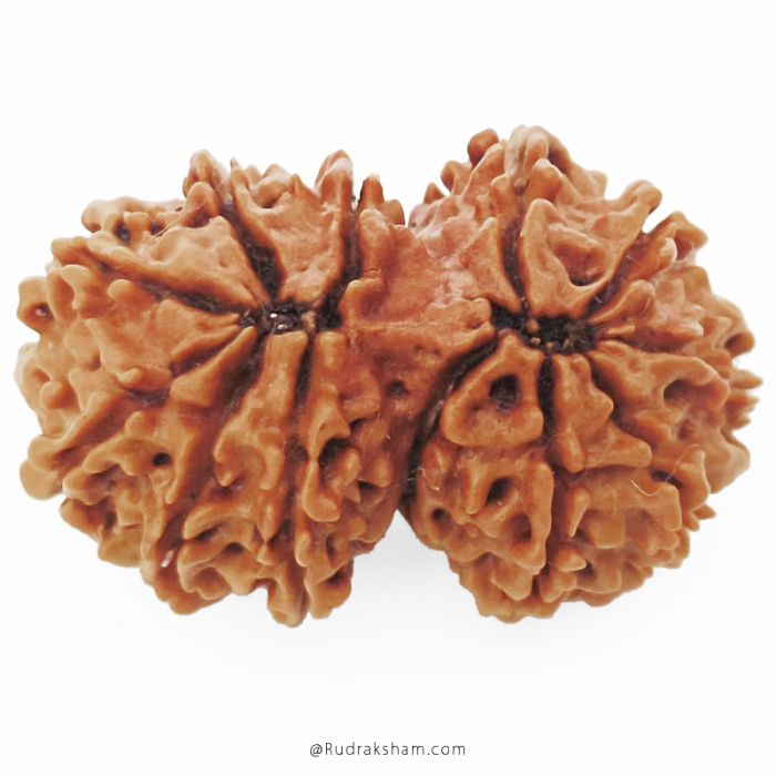 (28.00mm) Gauri Shankar Rudraksha Bead | 11 Mukhi Gauri Shankar Rudraksha | Gauri Shankar Rudraksha Eleven Mukhi | Shiva Parvati Nepal Bead | Original Energised 100% Natural Bead