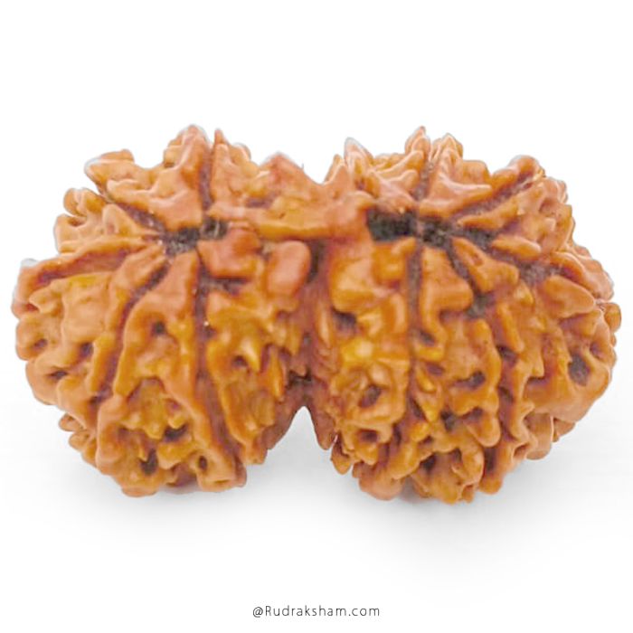 (30.54mm) Gauri Shankar Rudraksha Bead | 11 Mukhi Gauri Shankar Rudraksha | Gauri Shankar Rudraksha Eleven Mukhi | Shiva Parvati Nepal Bead | Original Energised 100% Natural Bead