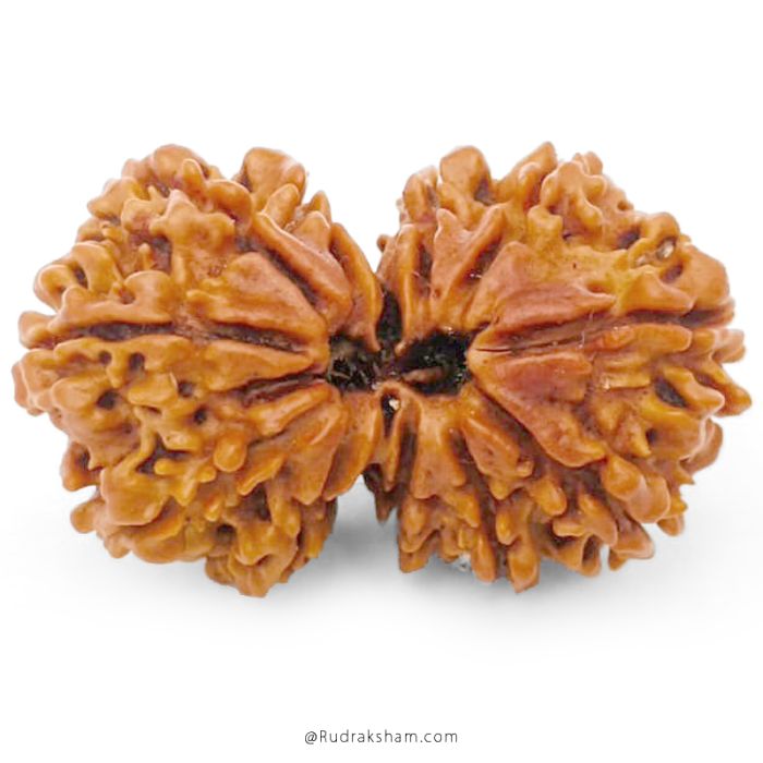 (30.54mm) Gauri Shankar Rudraksha Bead | 11 Mukhi Gauri Shankar Rudraksha | Gauri Shankar Rudraksha Eleven Mukhi | Shiva Parvati Nepal Bead | Original Energised 100% Natural Bead