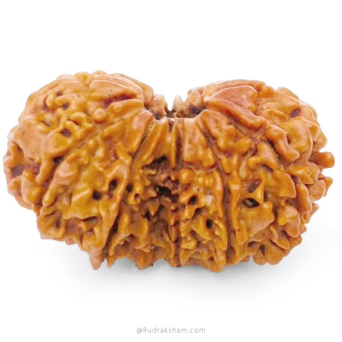 (30.54mm) Gauri Shankar Rudraksha Bead | 11 Mukhi Gauri Shankar Rudraksha | Gauri Shankar Rudraksha Eleven Mukhi | Shiva Parvati Nepal Bead | Original Energised 100% Natural Bead