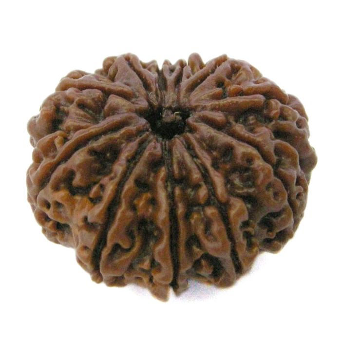 (28.66mm) 11 Mukhi Rudraksha Super Collector Bead | Eleven Mukhi Rudraksha Bead | Gyarah Mukhi Nepali Rudraksha Bead | 11 Mukhi Rudraksha Mantra and Benefits