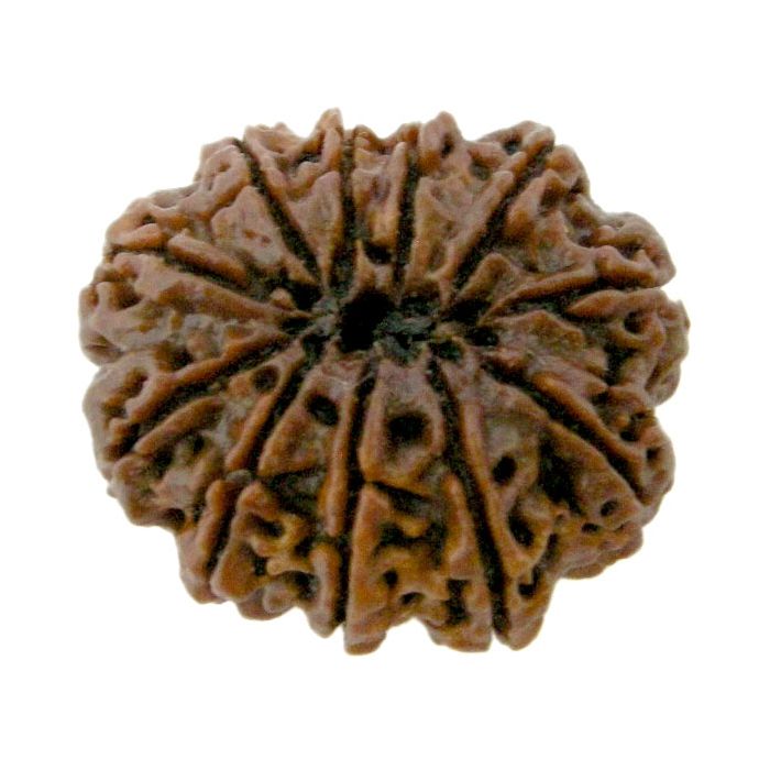 (28.66mm) 11 Mukhi Rudraksha Super Collector Bead | Eleven Mukhi Rudraksha Bead | Gyarah Mukhi Nepali Rudraksha Bead | 11 Mukhi Rudraksha Mantra and Benefits