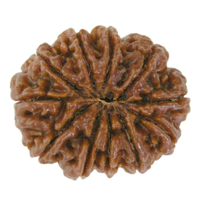 (28.73mm) 11 Mukhi Rudraksha Super Collector Bead | 11 Mukhi Rudraksha Bead | Eleven Faced ( Gyarah Mukhi ) Energised and Authentic Shiva Rudraksha from Nepal- Super Collector Bead