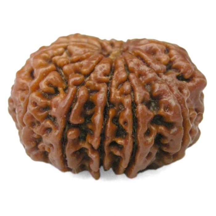 (28.73mm) 11 Mukhi Rudraksha Super Collector Bead | 11 Mukhi Rudraksha Bead | Eleven Faced ( Gyarah Mukhi ) Energised and Authentic Shiva Rudraksha from Nepal- Super Collector Bead