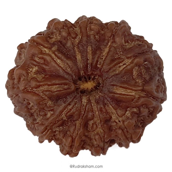 (30.05mm) 11 Mukhi Rudraksha Super Collector Bead | 11 Face Rudraksha Bead | Gyarah Mukhi, Eleven Faced Shiva Bead From Nepal - Lord Hanuman Rudraksha