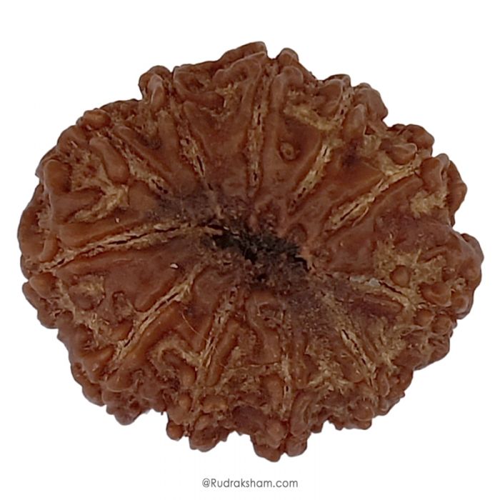 (30.05mm) 11 Mukhi Rudraksha Super Collector Bead | 11 Face Rudraksha Bead | Gyarah Mukhi, Eleven Faced Shiva Bead From Nepal - Lord Hanuman Rudraksha
