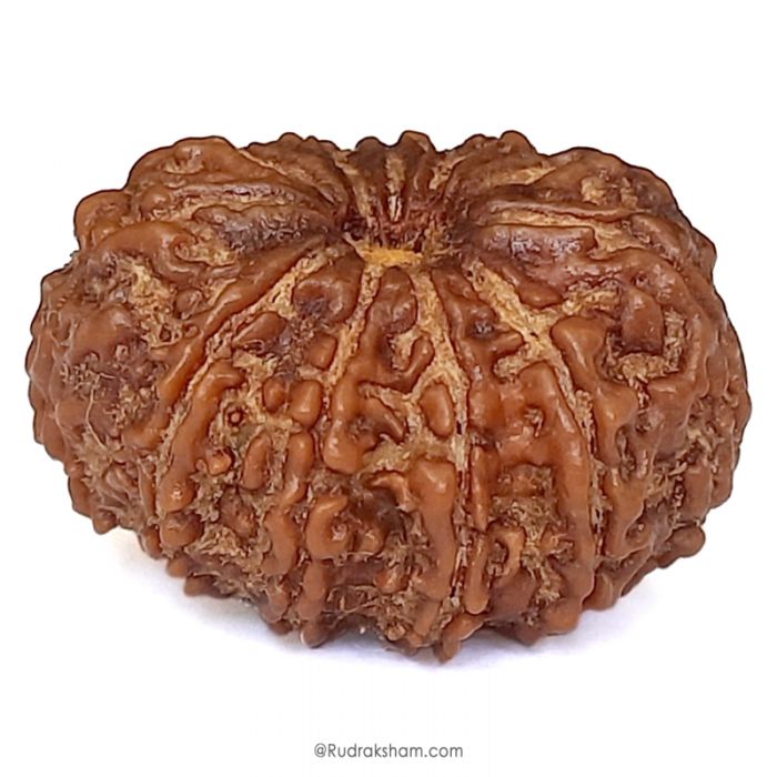 (30.05mm) 11 Mukhi Rudraksha Super Collector Bead | 11 Face Rudraksha Bead | Gyarah Mukhi, Eleven Faced Shiva Bead From Nepal - Lord Hanuman Rudraksha