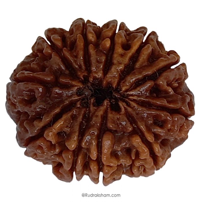 (30.09mm) 11 Mukhi Rudraksha Super Collector Bead | Eleven Mukhi Rudraksha Bead | Gyarah Mukhi, Eleven Faced Rudraksha Nepal Origin Shiva Bead - Energised Super Collector Bead