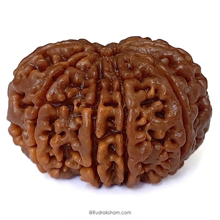 (30.09mm) 11 Mukhi Rudraksha Super Collector Bead | Eleven Mukhi Rudraksha Bead | Gyarah Mukhi, Eleven Faced Rudraksha Nepal Origin Shiva Bead - Energised Super Collector Bead