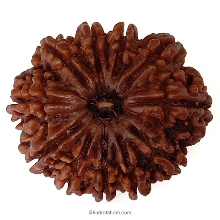 (30.45mm) 11 Mukhi Rudraksha Super Collector Bead | Eleven Mukhi Rudraksha Bead | Buy Online Energised And Original Gyarah Mukhi, Eleven (11) Faced Rudraksha From Nepal - Super Collector Bead