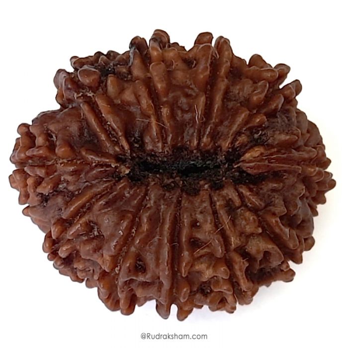 (30.45mm) 11 Mukhi Rudraksha Super Collector Bead | Eleven Mukhi Rudraksha Bead | Buy Online Energised And Original Gyarah Mukhi, Eleven (11) Faced Rudraksha From Nepal - Super Collector Bead