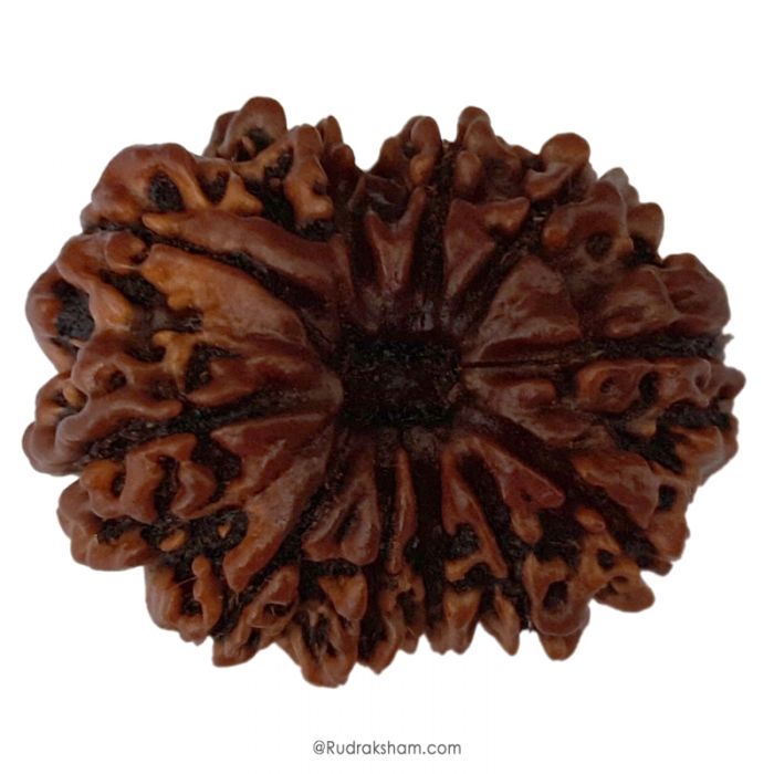 (30.57mm) 11 Mukhi Rudraksha Super Collector Bead | Gyarah Mukhi ( 11 ) , Eleven Faced Nepali Rudraksha Bead | 11 Mukhi Rudraksha In Vedic Astrology, Benefits And Mantra