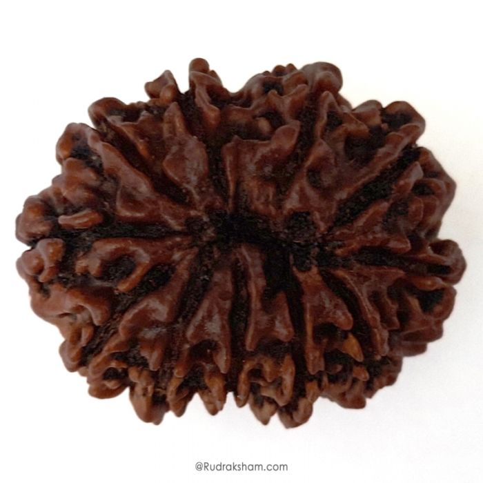 (30.57mm) 11 Mukhi Rudraksha Super Collector Bead | Gyarah Mukhi ( 11 ) , Eleven Faced Nepali Rudraksha Bead | 11 Mukhi Rudraksha In Vedic Astrology, Benefits And Mantra