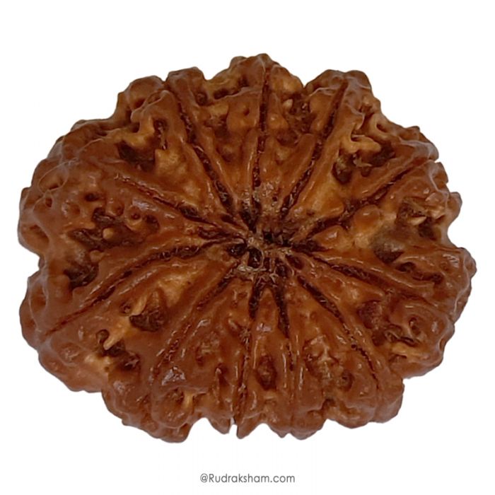 (30.62mm) 11 Mukhi Rudraksha Super Collector Bead | 11 Mukhi Rudraksha Bead | Gyarah Mukhi - Eleven Faced Rudraksha Nepal Origin, Buy Online Energised And Original 11 Mukhi Rudraksha - Super Collector Bead