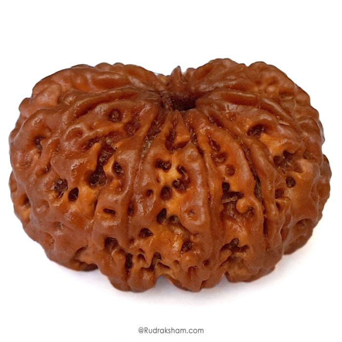 (30.62mm) 11 Mukhi Rudraksha Super Collector Bead | 11 Mukhi Rudraksha Bead | Gyarah Mukhi - Eleven Faced Rudraksha Nepal Origin, Buy Online Energised And Original 11 Mukhi Rudraksha - Super Collector Bead